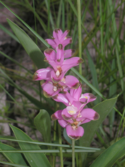 Curcuma sparganiifolia