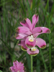 Curcuma sparganiifolia
