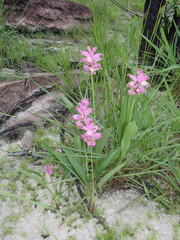 Curcuma sparganiifolia