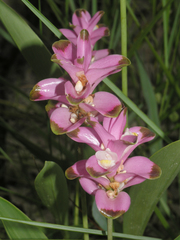 Curcuma sparganiifolia
