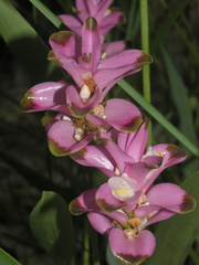 Curcuma sparganiifolia