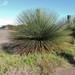 Austral Grass-Tree - Photo (c) Rino, some rights reserved (CC BY-NC)