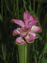 Curcuma sparganiifolia