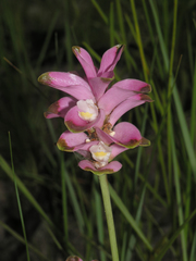 Curcuma sparganiifolia