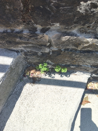 Petty Spurge