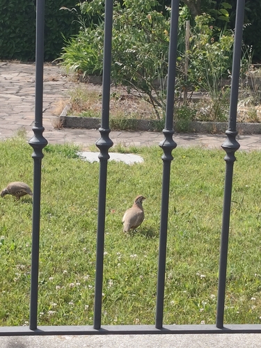 Red-legged Partridge