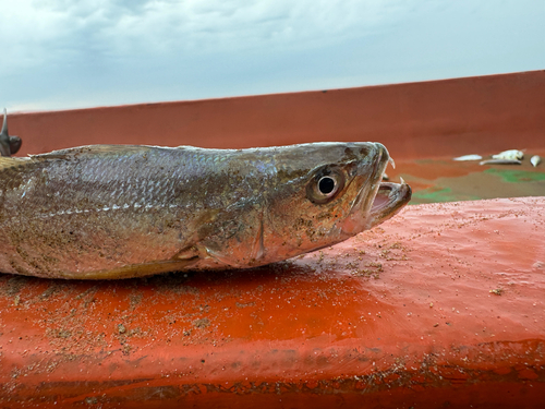 Otolithes ruber observed 2026-06-13
