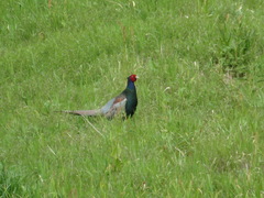 Phasianus versicolor