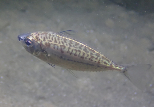 Moreton ponyfish (Equulites moretoniensis) — Leiognathidae — 4