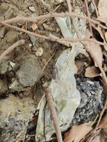 Common Pill Woodlouse