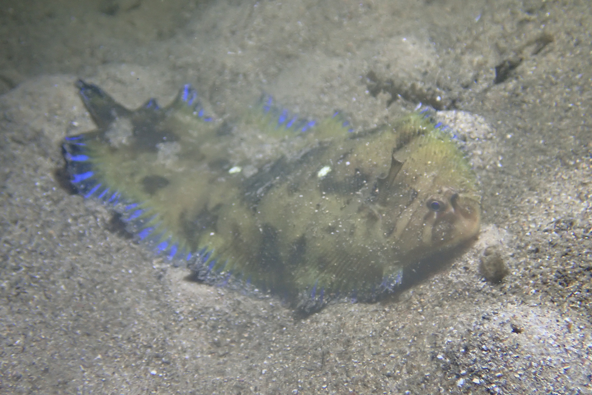 Smallhead Sole photo 4