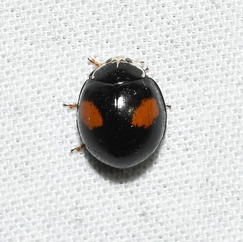 Ashy Gray Lady Beetle photographed in Missouri