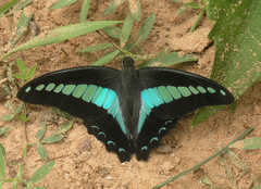 Graphium sarpedon sarpedon