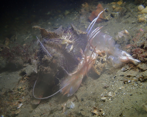 Temnopleurus alexandri observed 2026-06-13