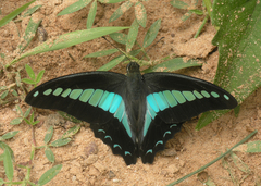 Graphium sarpedon sarpedon