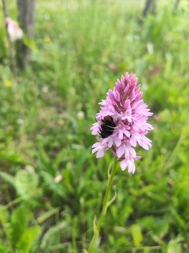 pyramidal orchid