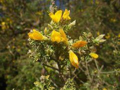 Genista canariensis