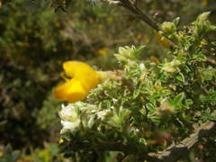 Genista canariensis