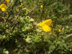 Genista canariensis