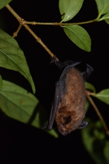 Bickham's Yellow Bat photo 4