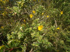 Genista canariensis