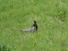 Phasianus versicolor