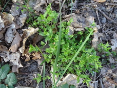 Moehringia trinervia