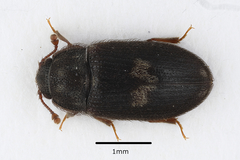 Biphyllus lunatus