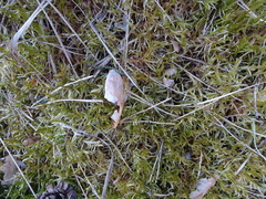 Pleurozium schreberi