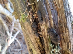 Biscogniauxia repanda