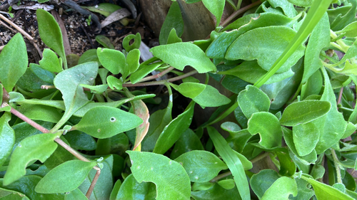 bower spinach