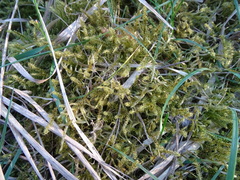 Rhytidiadelphus squarrosus