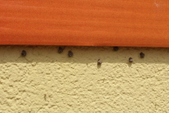 Apterona helicoidella