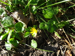 Ficaria verna