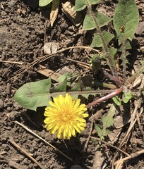 Taraxacum officinale