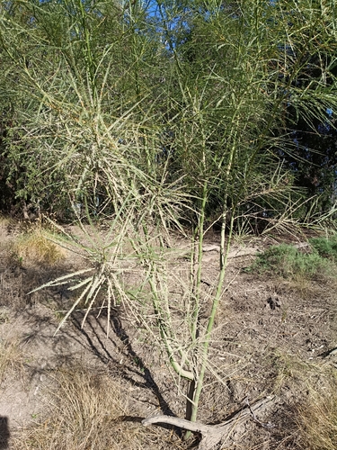 Mexican palo verde