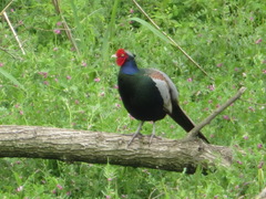 Phasianus versicolor