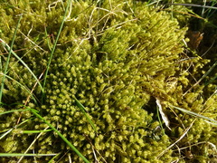 Rhytidiadelphus squarrosus