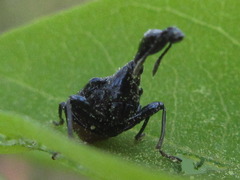 Cycnotrachelus cyanopterus