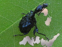 Cycnotrachelus cyanopterus
