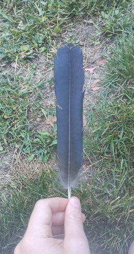 Carrion Crow
