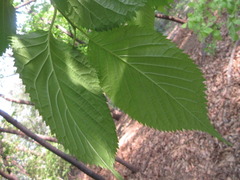 Ulmus