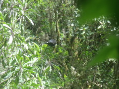 Oreophasis derbianus