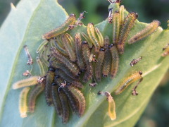 Apareophora forsythiae