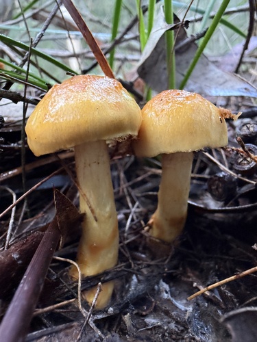 Cortinarius sinapicolor
