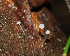 Mycena piringa
