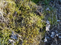 Rhytidiadelphus squarrosus