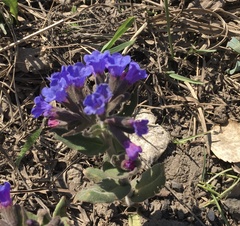 Pulmonaria mollis