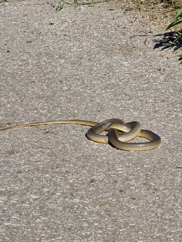 Caspian Whipsnake
