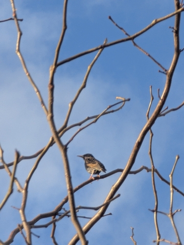 European Starling